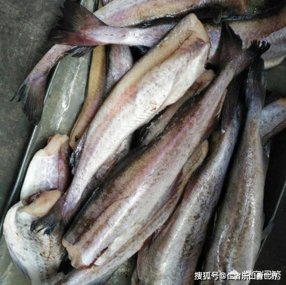 无头鳕鱼到底是啥鱼?