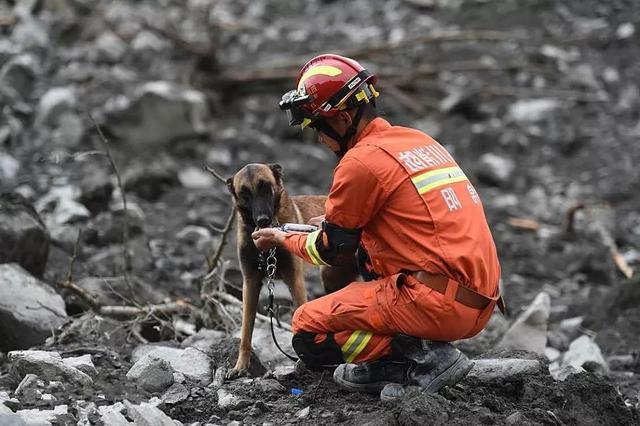 搜救犬被陌生人毒害,训导员含泪为爱犬祈祷:愿天堂没有伤害
