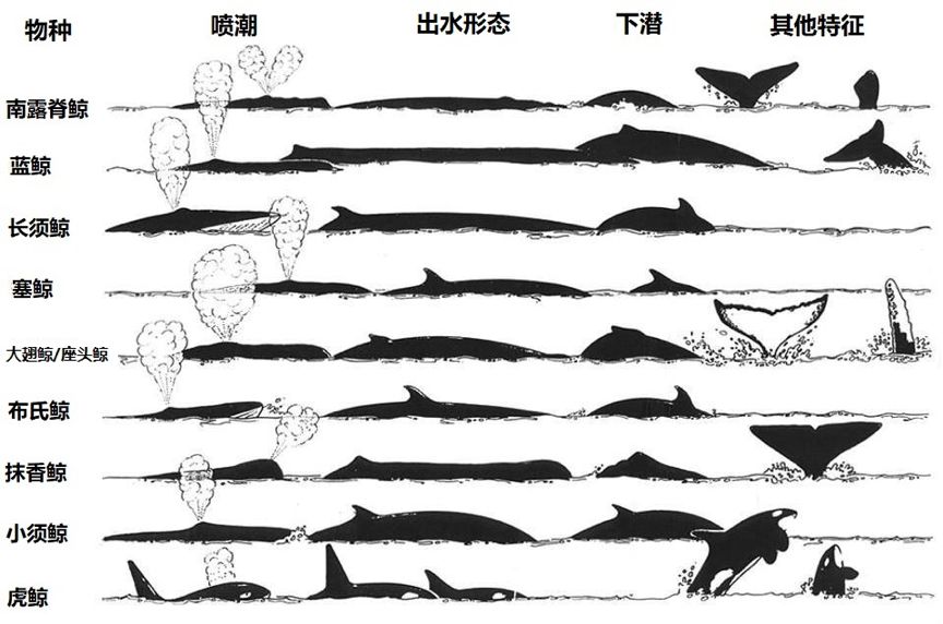 各种鲸鱼体型对比图片