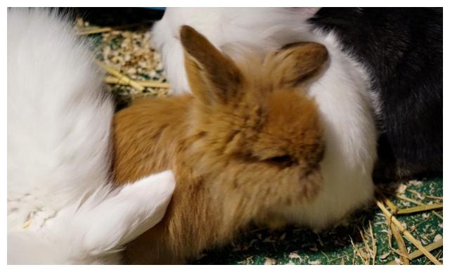 养宠物兔过程中常见的病处理方法!_兔子