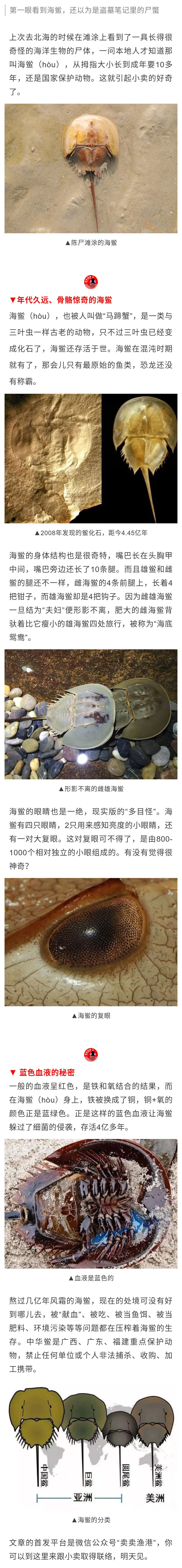 海洋活化石中华鲎图片