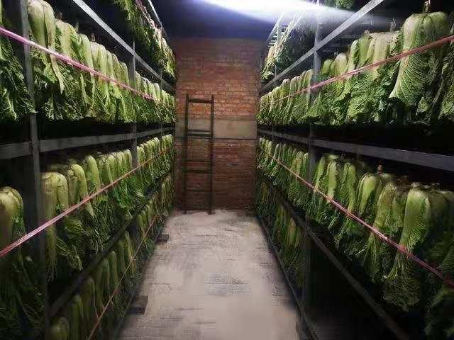 看到白菜"站姿"笔直,果然是部队的菜窖,连码放蔬菜的方式也不失军人