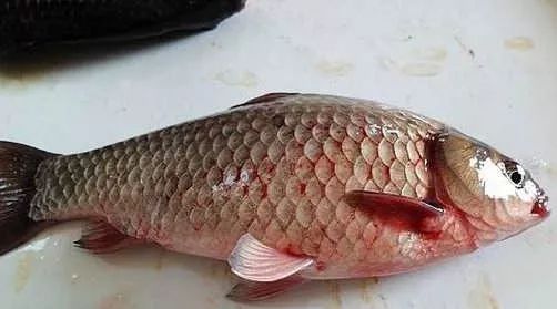 小心草鱼出血病,感染后很难治疗,应提前预防!