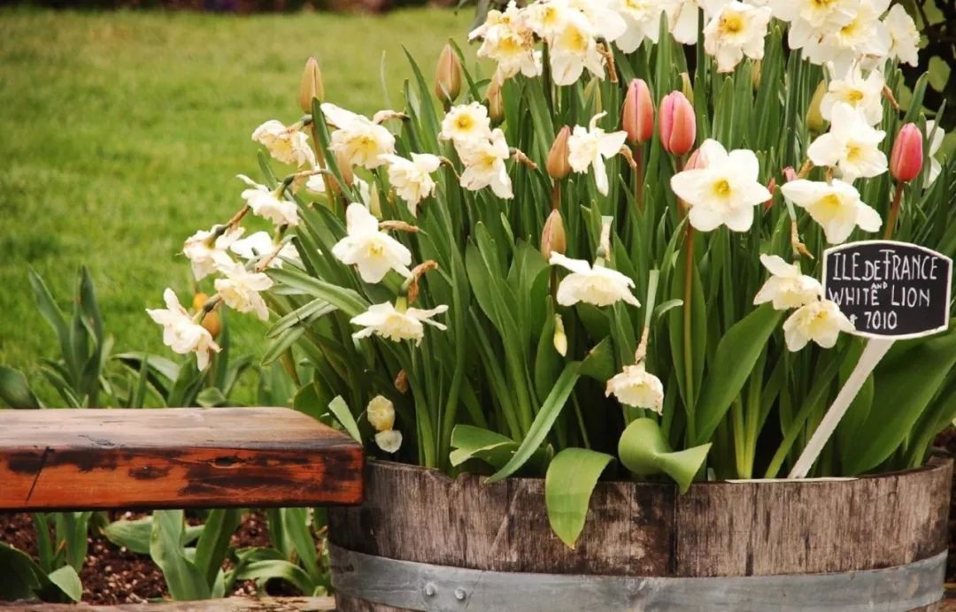 球根千层种植正当火爆 看完这篇文就算入门啦 种球