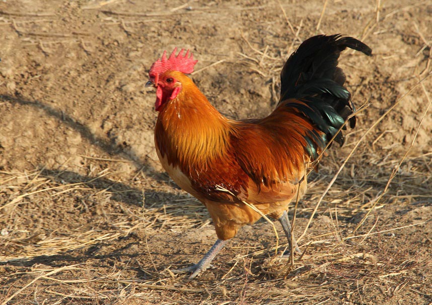 浩天生态农场美食与太极异业结盟盛会