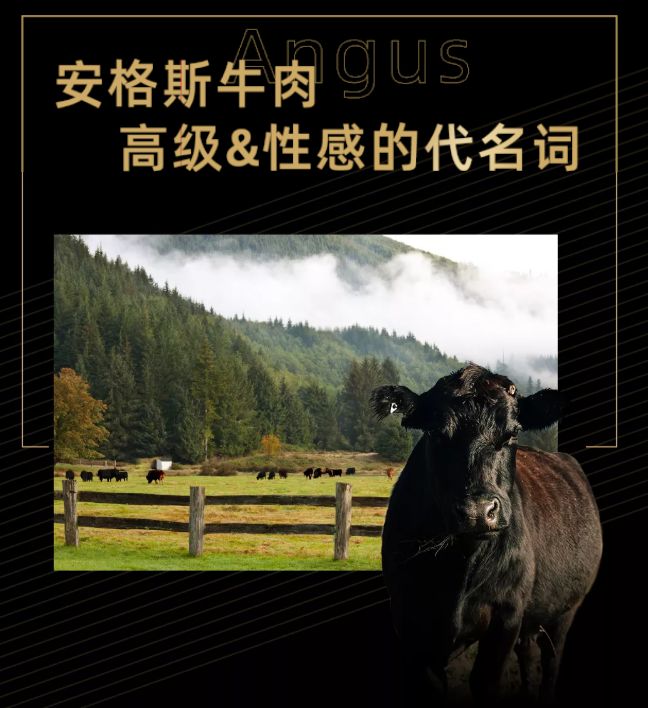 黑龙江交通广播"神秘礼包"12月19日全城揭秘!_安格斯牛