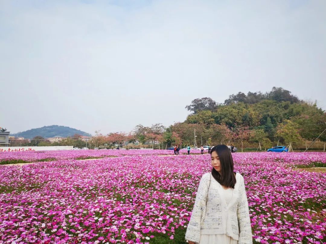 粉的白的红的 佛山这里的格桑花盛开啦~ 这片花海位于三水区西南街道