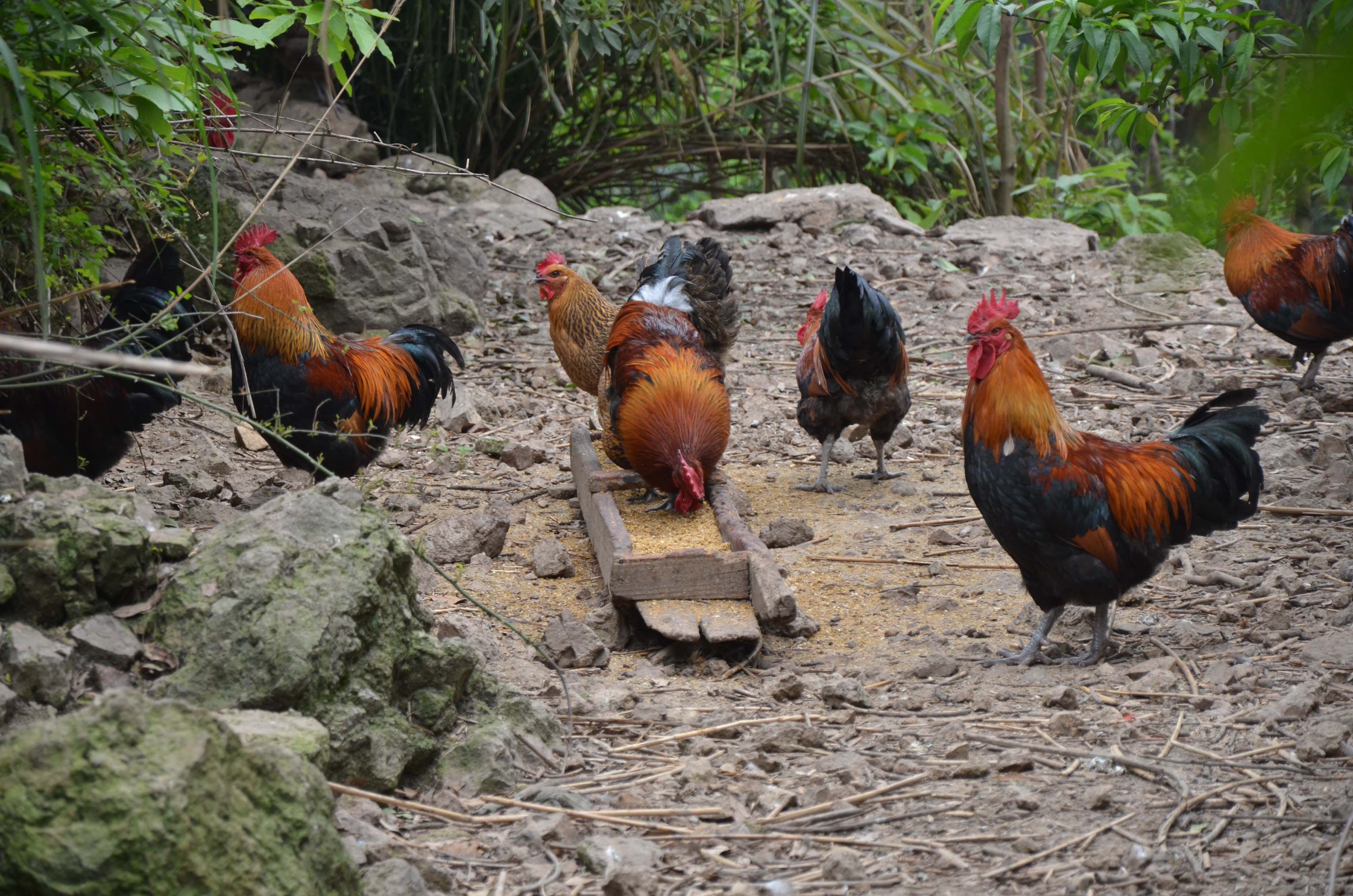 鸡辣子所用的鸡为什么是饲养180天左右的呢?_土鸡