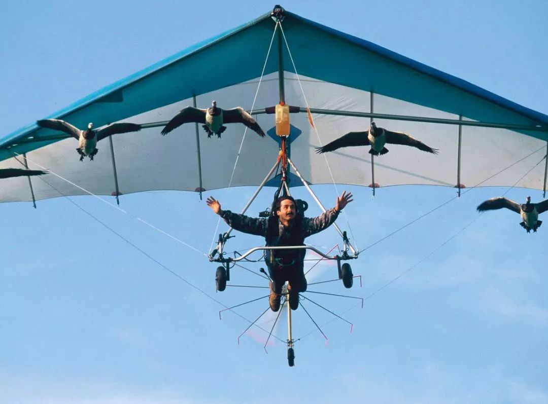 bbc纯实拍神作飞越地球用鸟类视角环游世界