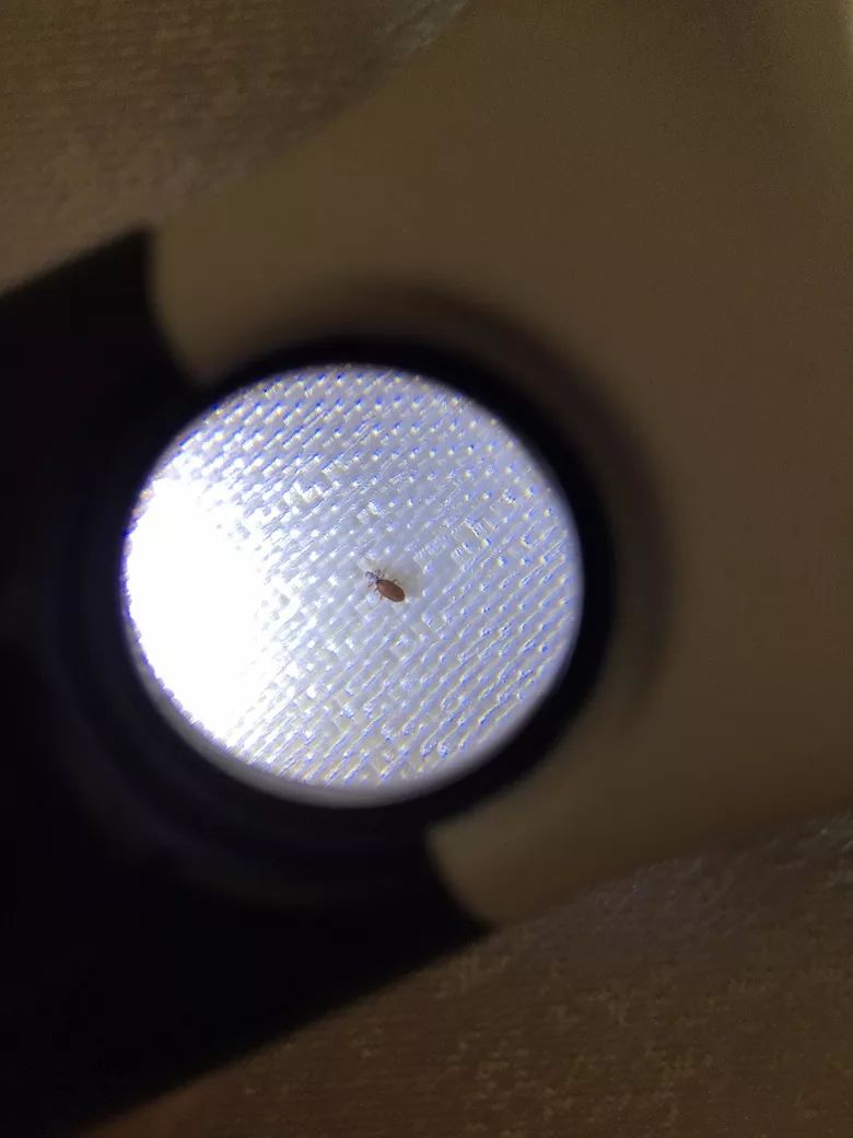 新房刚装修好出现好多这样的虫子帮忙鉴定下是什么虫