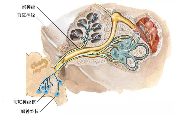 大脑的枢纽强大的前庭觉