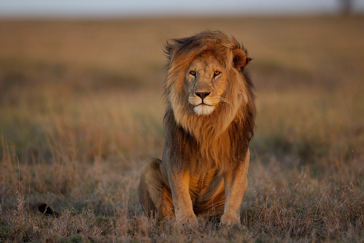 浅谈环境变化对狮子的影响,除了影响种群发展,还会改变其行为