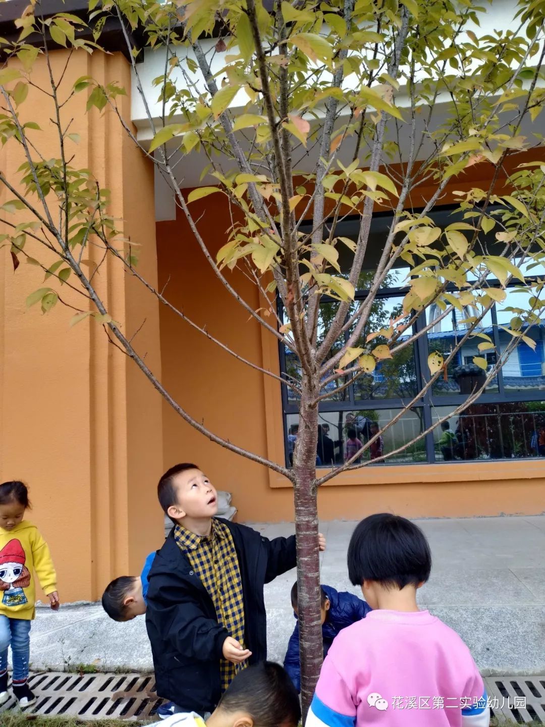 主题探索活动拜访大树走近自然