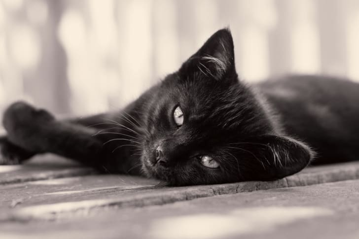 猫爱好者协会辨认了 22种不同的具有纯黑皮毛的品种,包括挪威森林猫