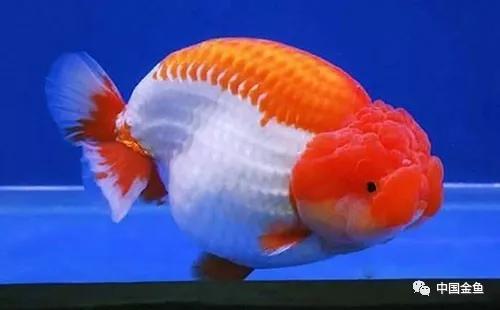 盘点这些年遇到的最毒的寿!(上)_金鱼