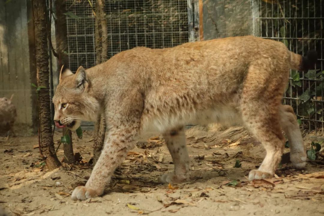 新来的猞猁和大家见面啦