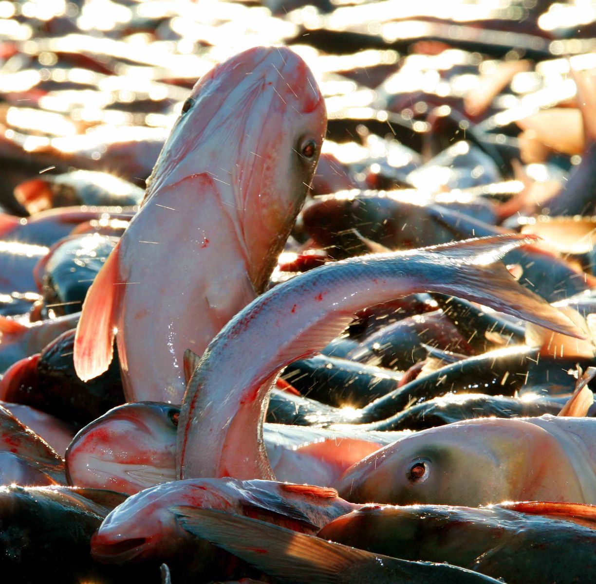 查干湖头鱼拍卖现场!