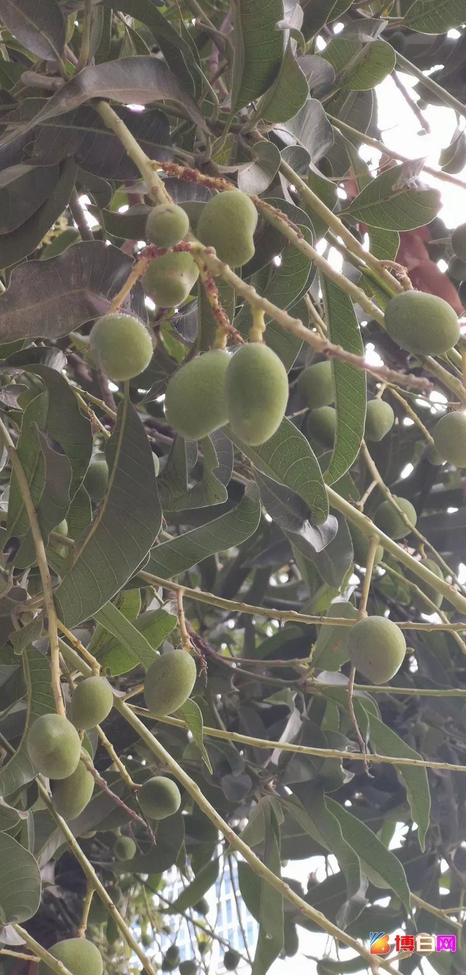 罕见博白发现一棵芒果树竟然冬天就已经结果了