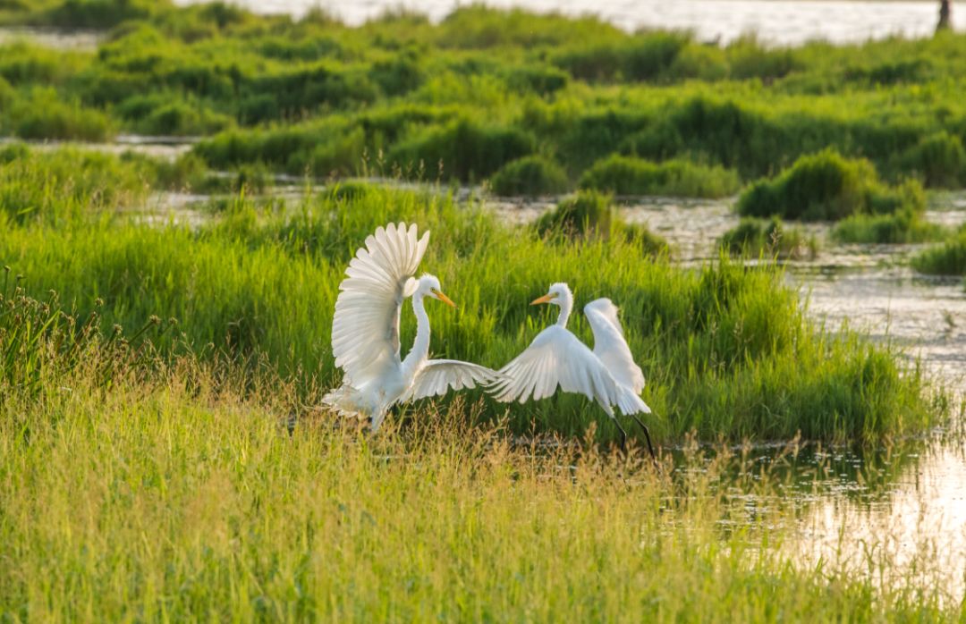 宝能彩云之上观鸟节丨珍稀鸟类赏析