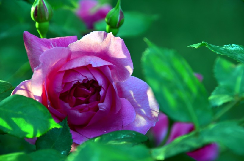 未来半月紫气东来,财从天降,横财赚不停,好日子