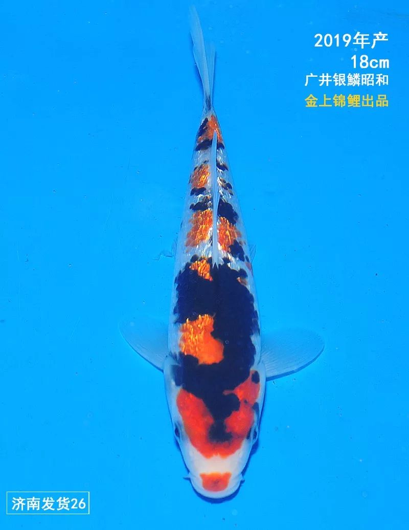 【金上微拍卖】金上锦鲤小当才昭和专场,今晚10点结束