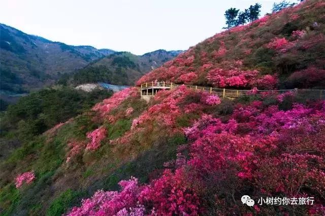 木兰云雾山赏高山血色杜鹃花海 东湖樱花园 武汉长江大桥 户部巷