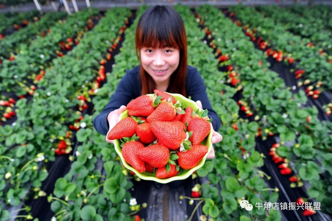 莓好时光相约牛角店黄起元第三届草莓文化节即将甜蜜开幕