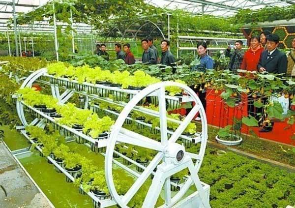 现代农艺之美蔬菜景观大赏