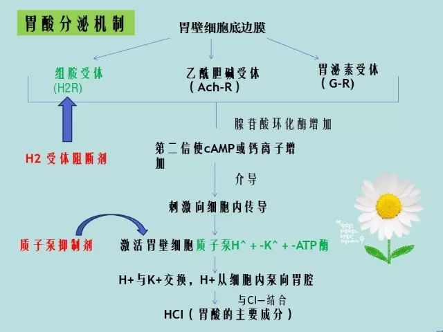 泮托拉唑,兰索拉唑等质子泵抑制剂会减弱氯吡格雷在体内的作用a.质子