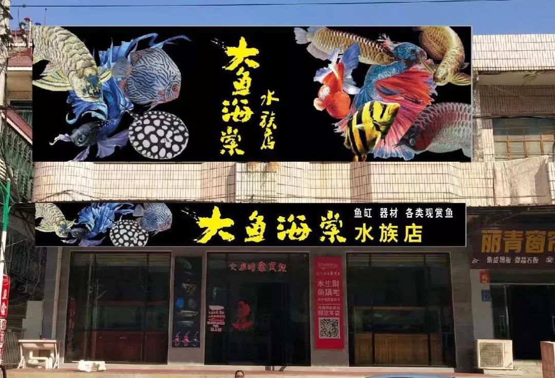 惠安有个水族店可以免费看观赏鱼!