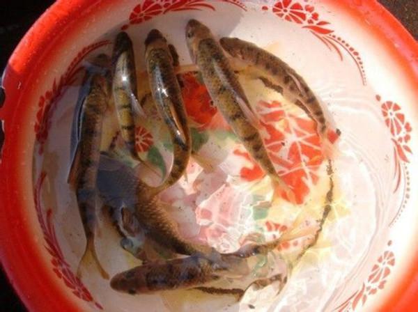 菜花鱼生长缓慢,喜欢激流,因为小溪里特别多,小时候经常拿个砸石头的