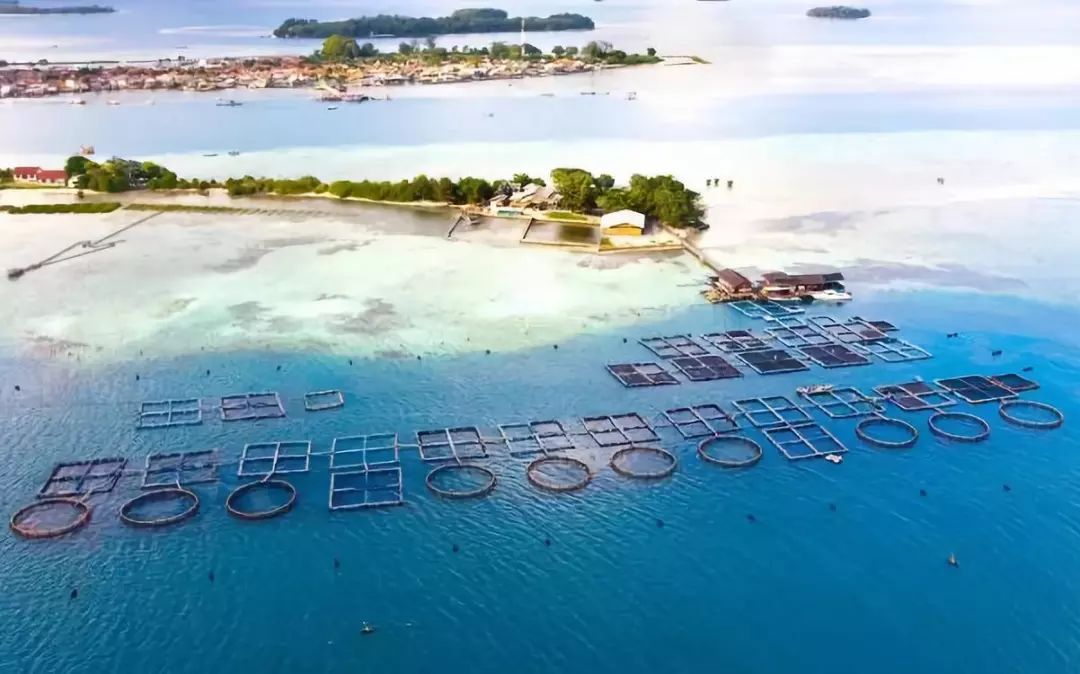 岛鲹的海洋渔场位于印尼千岛群岛国家海洋公园内,顺天岛海域下方延绵