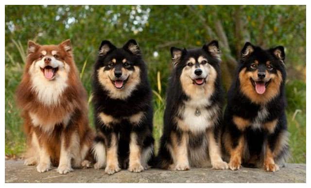 芬兰拉普猎犬:长得像中型的阿拉斯加犬,是能够狩猎驯鹿的狗狗