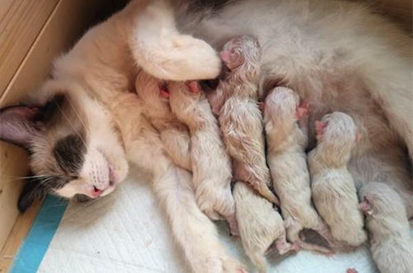布偶猫一胎生下十几只,网友:这生的不是猫,是钱!