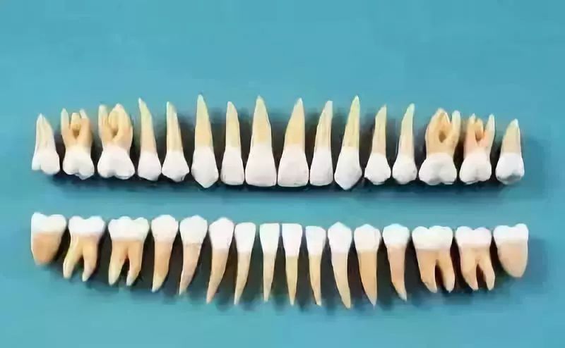 正常牙根的图片图片