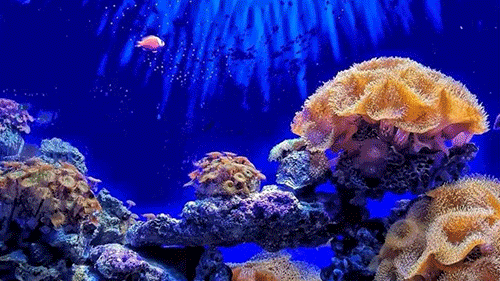 小时候读过的《海底两万里》