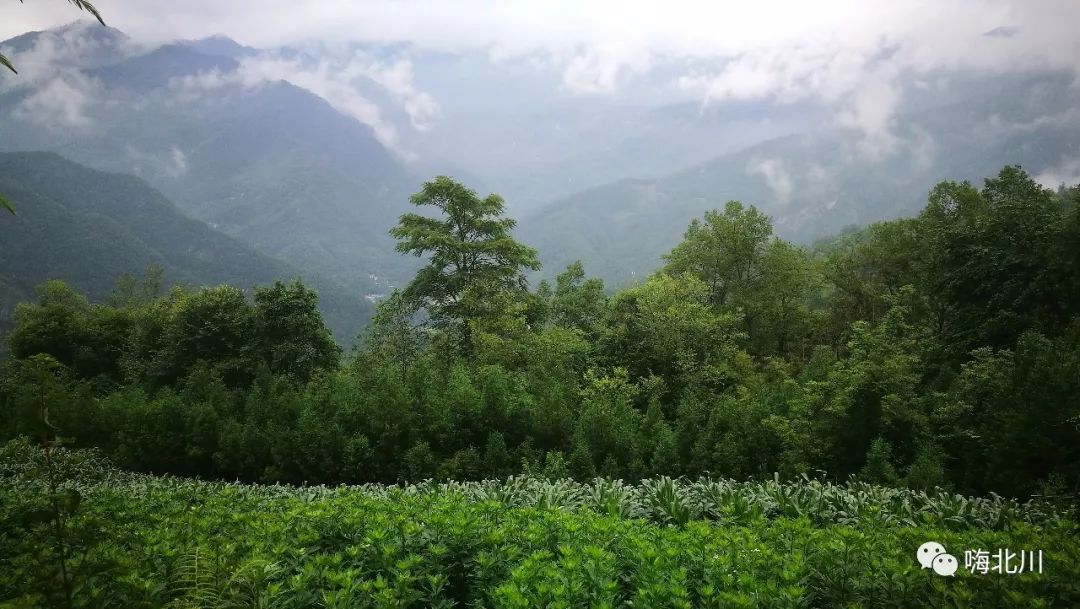 北川白坭乡图片