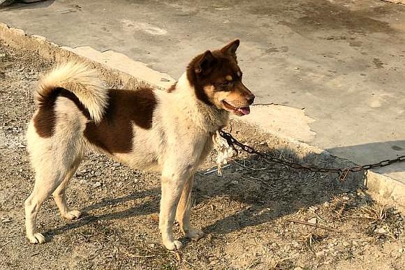 原创土狗给自己一个起了个名,叫"四眼奶牛",觉得自己像奶牛