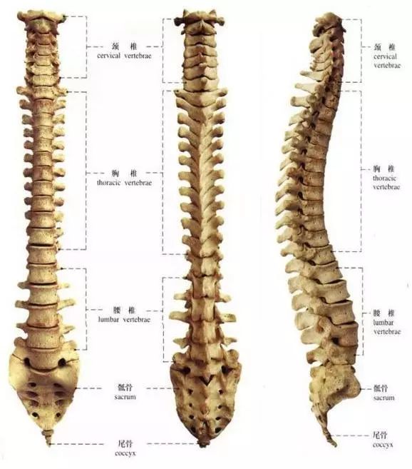 脊柱的四个生理弯曲图片