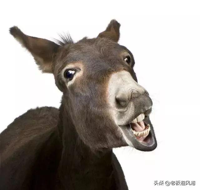 驴的故事告诉你,什么叫东山再起