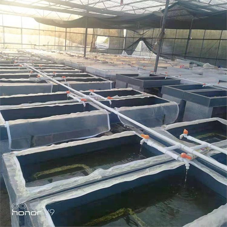 农大9号——水蛭养殖 水蛭工厂化无土立体高效养殖方法