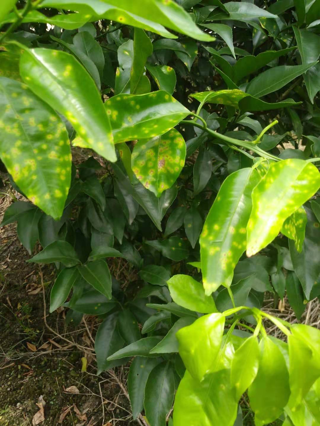 柑橘溃疡病难根治除铜制剂别无他法多项措施综合应用可防可控