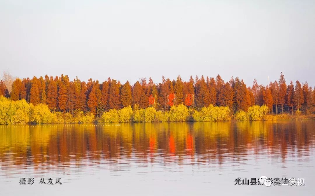 光山县龙山湖惊现大群白天鹅好美哦