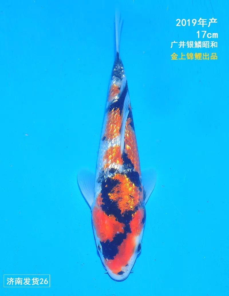 【金上微拍卖】金上锦鲤小当才昭和专场,今晚10点结束