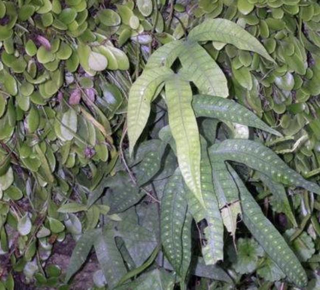 山谷下,1种野草叶片像"鸡脚",被称为"金鸡脚",价值高_植物