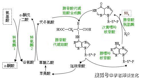 嘌呤核苷酸循环图片