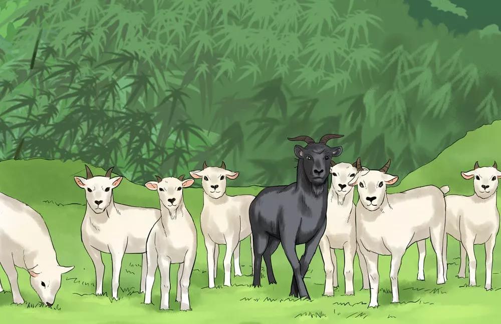 短篇漫画:跟对首领很重要,羊群的故事