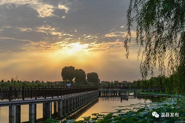 奋进的温县,好美!