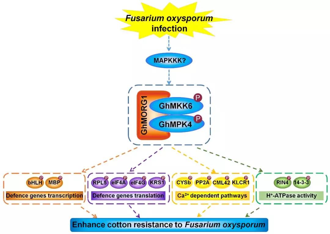 图4,ghmorg1在棉花抗尖孢镰刀菌中的分子机制模型