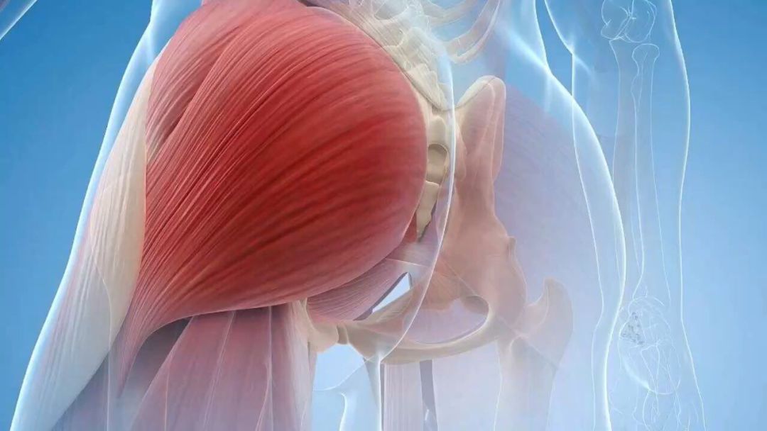 臀中肌无力导致股骨内收,胫骨内旋,足旋前,足弓塌陷 ,使足部的负荷